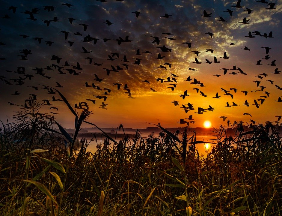 oiseaux migrateurs, coucher de soleil